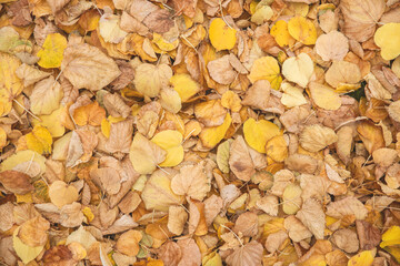 Beautiful natural autumn leaves background pattern. Birch yellow golden brown foliage texture abstract wallpaper. Nature forest autumnal season floor backdrop