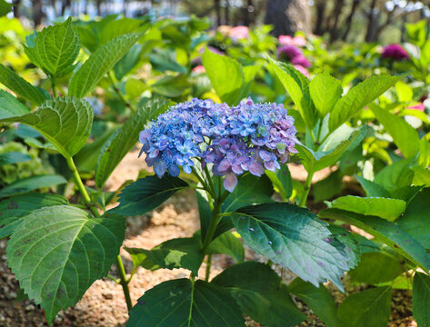 hydrangea suguk flower blooming in haeundae beach, Dongbaek island, Busan, South Korea, Asia