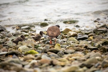 Adult oystercatcher leading chicks