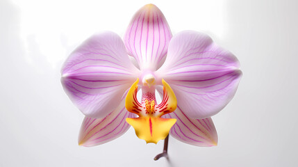 the beauty of an orchid flower in macro scale