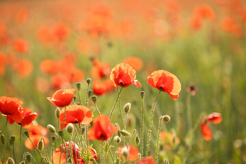 Fototapeta premium many blooming red poppy in field at sunset