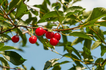 Ripe, red cherries on green branches against a blue sky