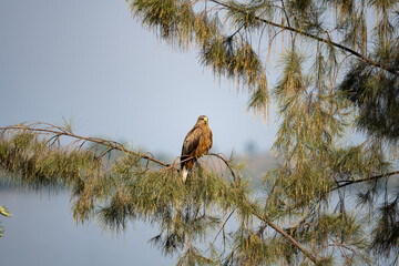 Falcon at lake Kivu in western Ruanda