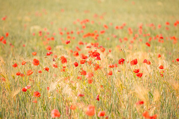 many blooming red poppy in field at sunset