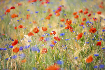 Fototapeta premium many blooming red poppy in field at sunset