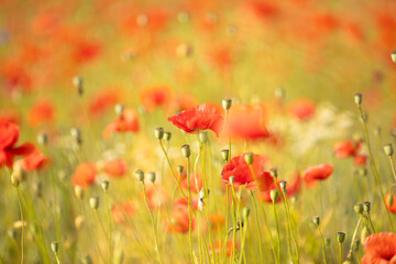 many blooming red poppy in field at sunset