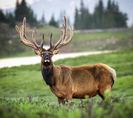 Imperial Rocky Mountain bull elk (cervus canadensis) standing broadside in high alpine meadow in summer at Rocky Mountain National Park, Colorado