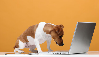dog and laptop isolated on yellow background