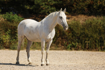 Obraz na płótnie Canvas Lippezzaner mare. Purebred white mare on farm sand paddock. Summer hot day