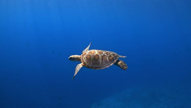 Underwater shot of Green Turtle slowly swimming through sunlit blue water