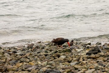 Black oystercatcher with chick  on shoreline