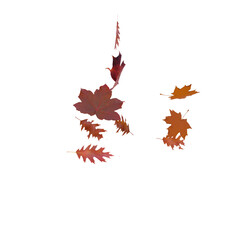 Autumn falling leaves isolated on transparent background. Yellow and red foliage collection. Maple,  Colorful autumn leaf set.