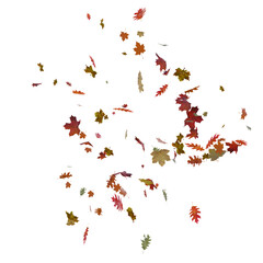 Autumn orange leaves falling down Isolated on transparent background