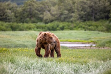 Male brown bear in field