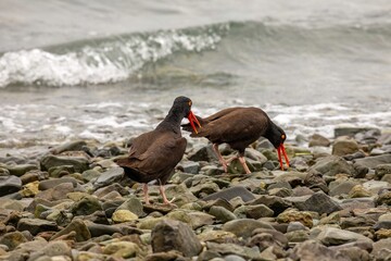 Pair of adult oystercatchers