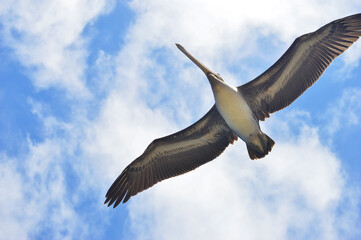 bird in flight