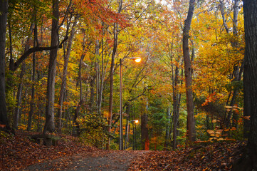 autumn in the forest