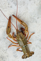 Raw crayfish on a background 