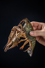 Raw crayfish on a black background in hand
