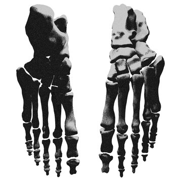 Human foot bones. Skeleton of the foot (dorsal), vintage engraved illustration.