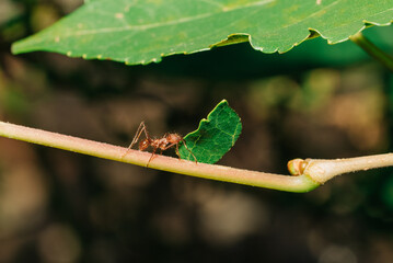 Closeup shot of a leafcutter ant that carries a leaf back to its colony
