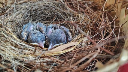 Baby small birds sleeping on the straw nest