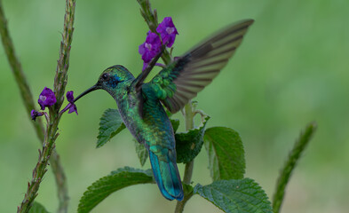 Lesser Violetear, Colibri cyanotus, Colibrí Orejivioláceo Verde © Ted