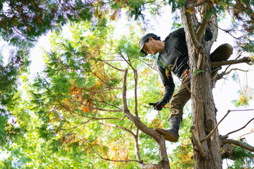 木の上で剪定作業をする植木職人