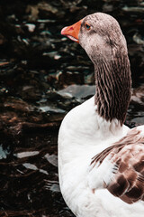 White goose on water 