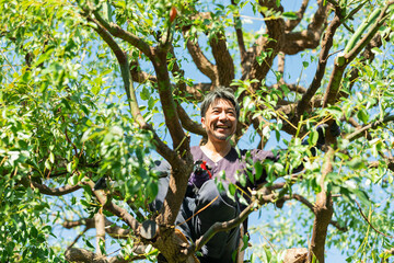 木の上で剪定作業をする植木職人