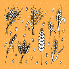 Set of hand drawn wheat ears. Grain spikelets. Doodle, sketch. Bakery design elements