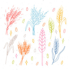 Set of hand drawn wheat ears. Grain spikelets. Doodle, sketch. Bakery design elements