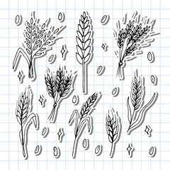 Set of hand drawn wheat ears. Grain spikelets. Doodle, sketch. Bakery design elements. Stickers