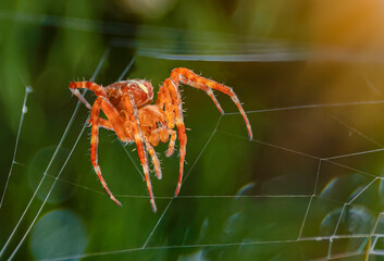 Cross spider in its web