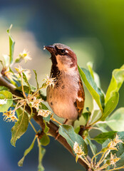 curious sparrow looking in the camera