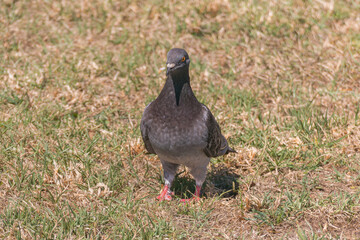 dove standing on the grass close up columba livia
