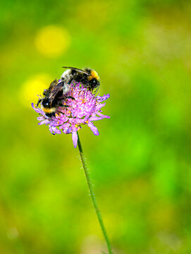 two bumble bees sharing the same flower