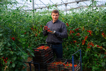 Fototapeta na wymiar Portrait of positive man gardener standing near container with harvested ripe tomatoes showing rich crop in greenhouse