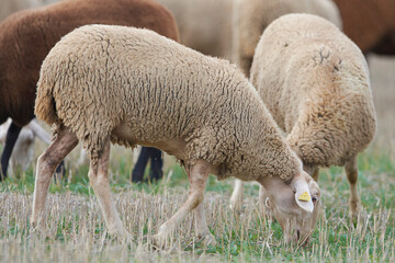 Sheep grazing	 - 635274317
