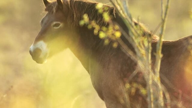 Closeup sunlit wild exmoor pony horse have rest standing in the middle of pasture in late autumn nature habitat in Milovice, Czech republic. Protected animals considered as horse ancestor