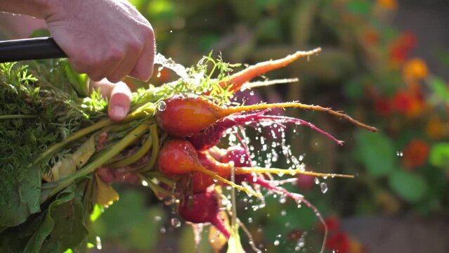 Organic gardening harvest. Farmer washing bunch of fresh organic colorful radishes, beets, carrots vegetables rinsing water from hose, closeup. Slow motion.