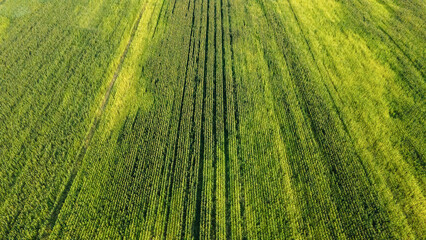 Large rows of ripe corn