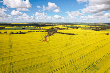 Aerial view of the canola fields near York in Western Australia