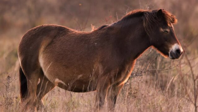 Closeup sunlit wild exmoor pony horse have rest standing in the middle of pasture in late autumn nature habitat in Milovice, Czech republic. Protected animals considered as horse ancestor