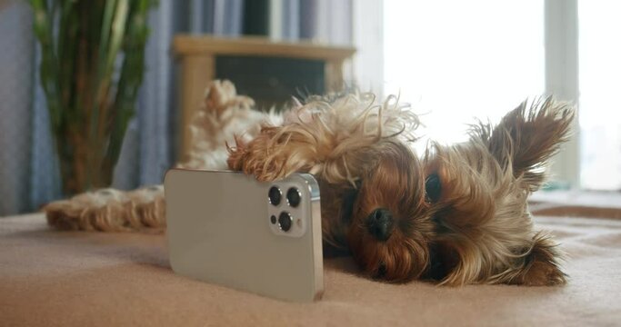 Cute yorkshire terrier dog funny holding smartphone in paw like a hand. Lying on its side, watching intersting content on smartphone.  Cute pet taking selfie. Funny dog smartphone concept. Cozy home