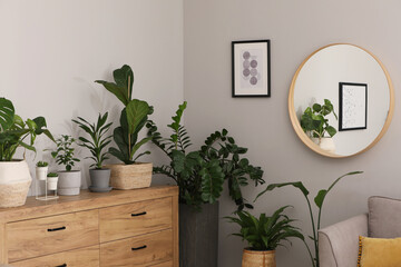 Stylish room with chest of drawers, mirror and beautiful houseplants. Interior design