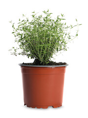 Aromatic green thyme in pot isolated on white