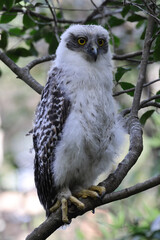 Australian Powerful Owl fledgling perched in tree canopy