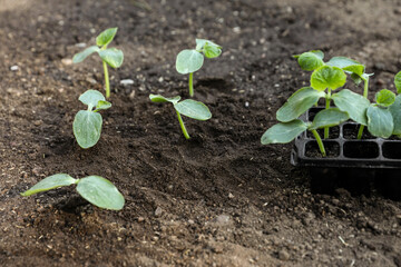 Young seedlings in ground and containers with soil outdoors