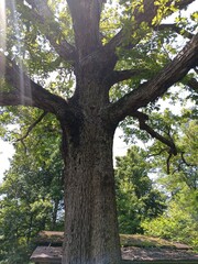 Big old oak, Holland Page Place, Fluvanna county, Virginia